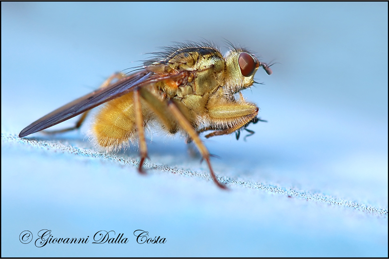Scathophaga stercoraria con preda (Scathophagidae)